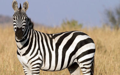 Do You Zebra?