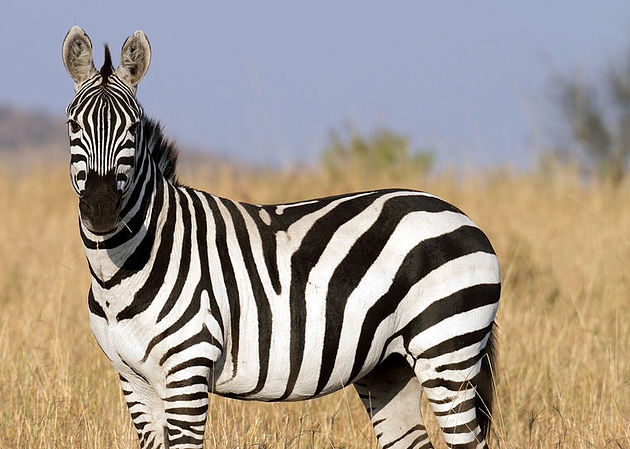 Do You Zebra?