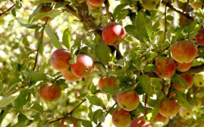 Looking for Oranges in an Apple Farm?